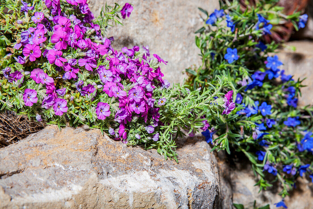 Phlox subulata