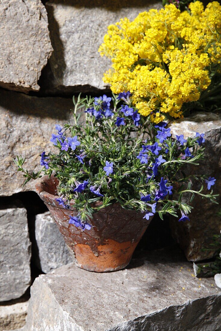 Lithodora lapis lazuli