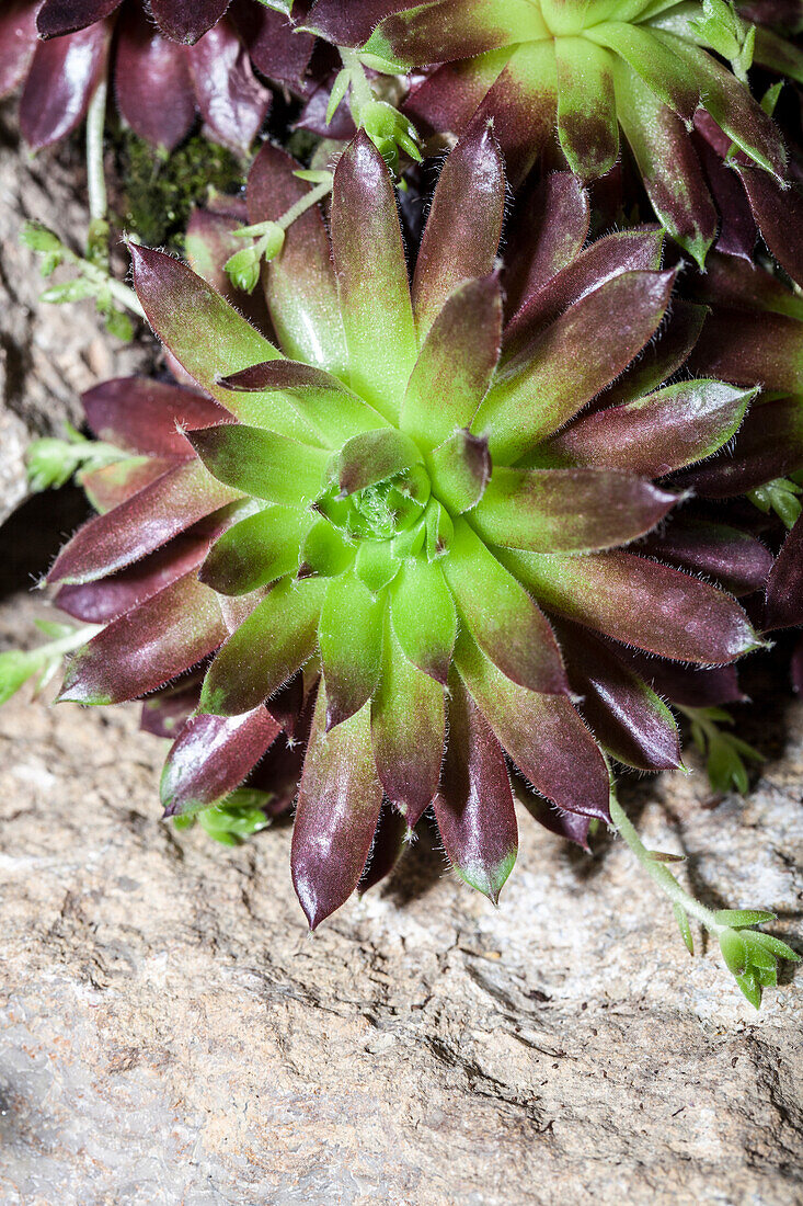 Sempervivum