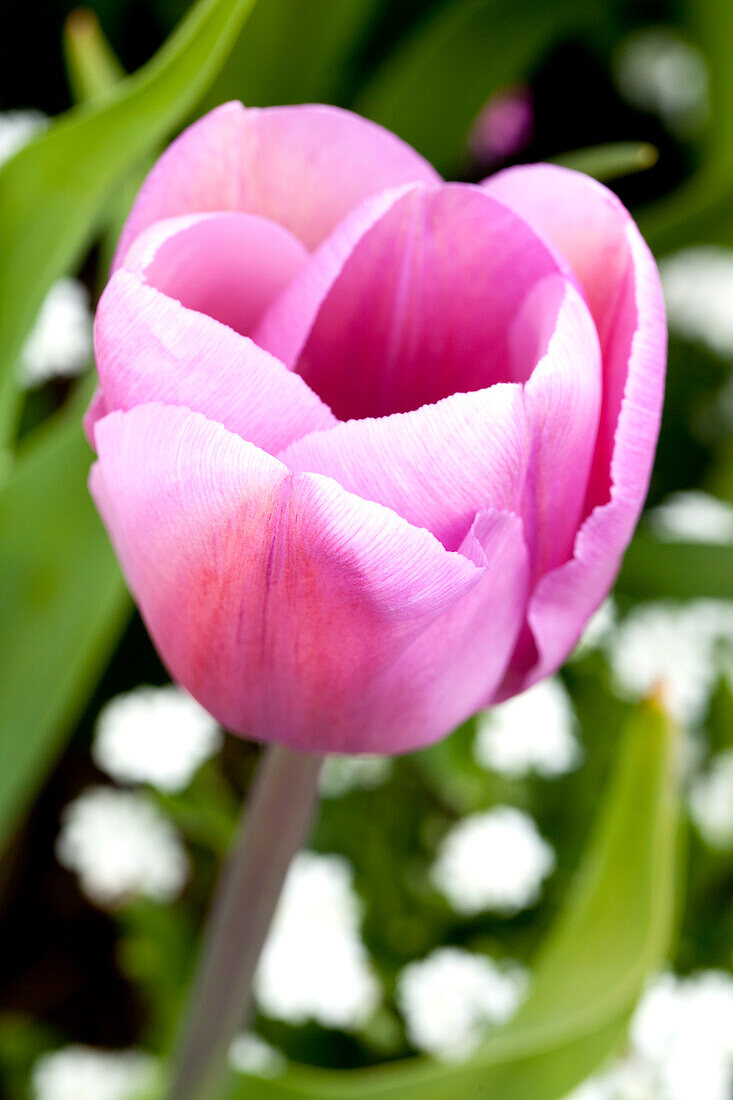 Tulipa 'Alibi