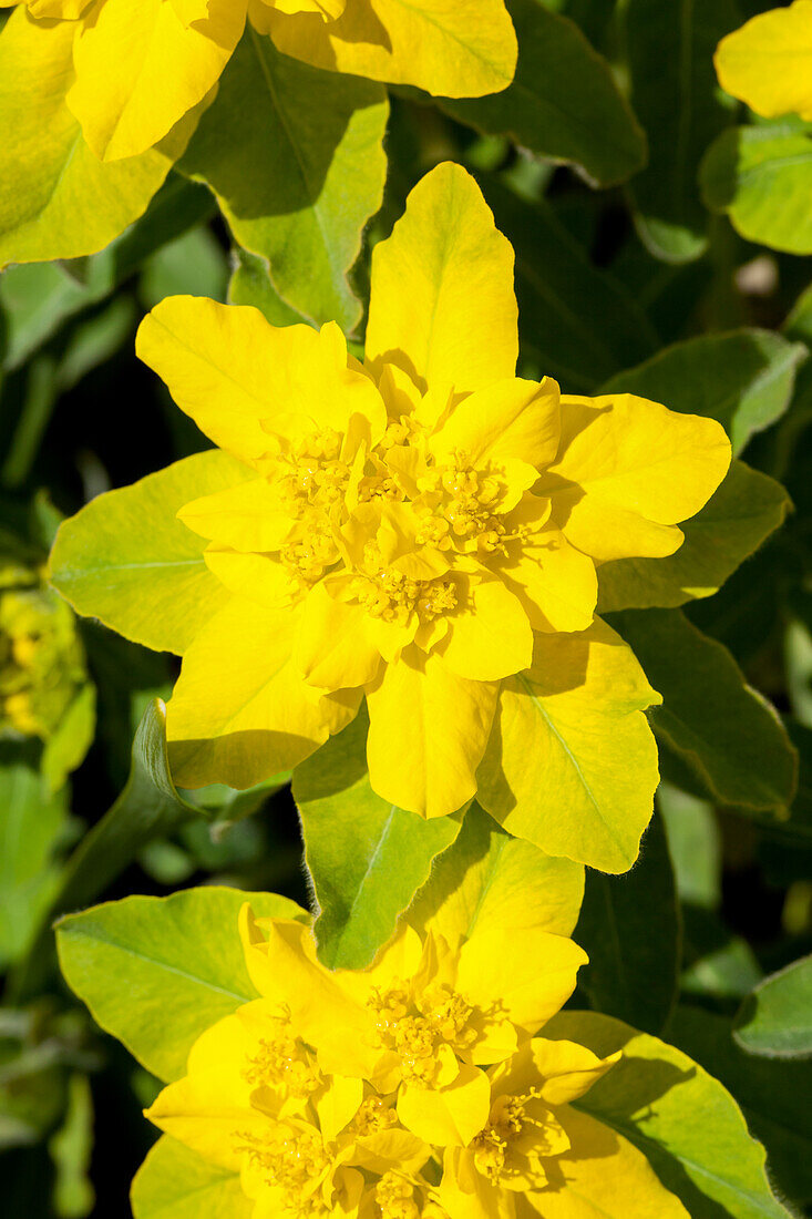 Euphorbia polychroma