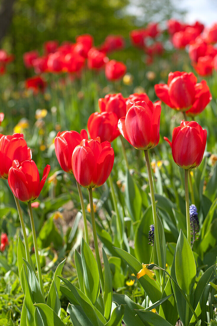 Tulipa 