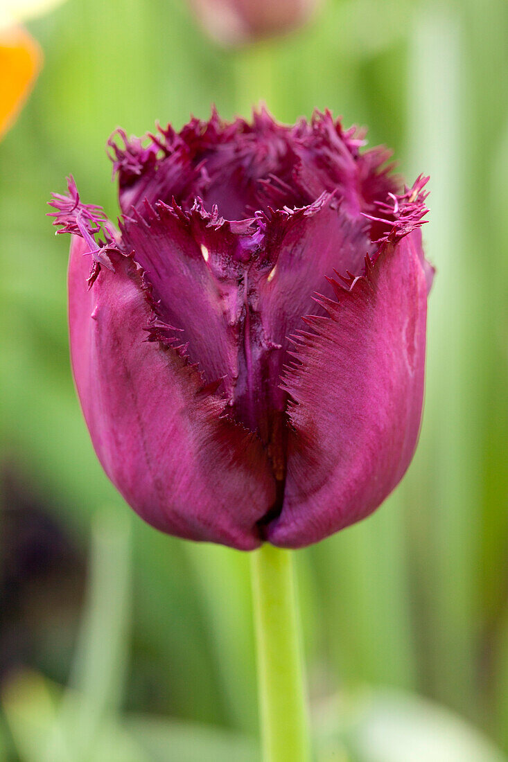 Tulipa 'Gorilla