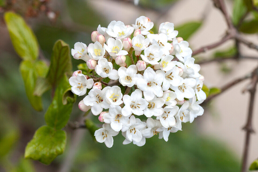 Viburnum x burkwoodii