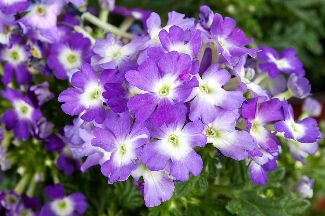 Verbena