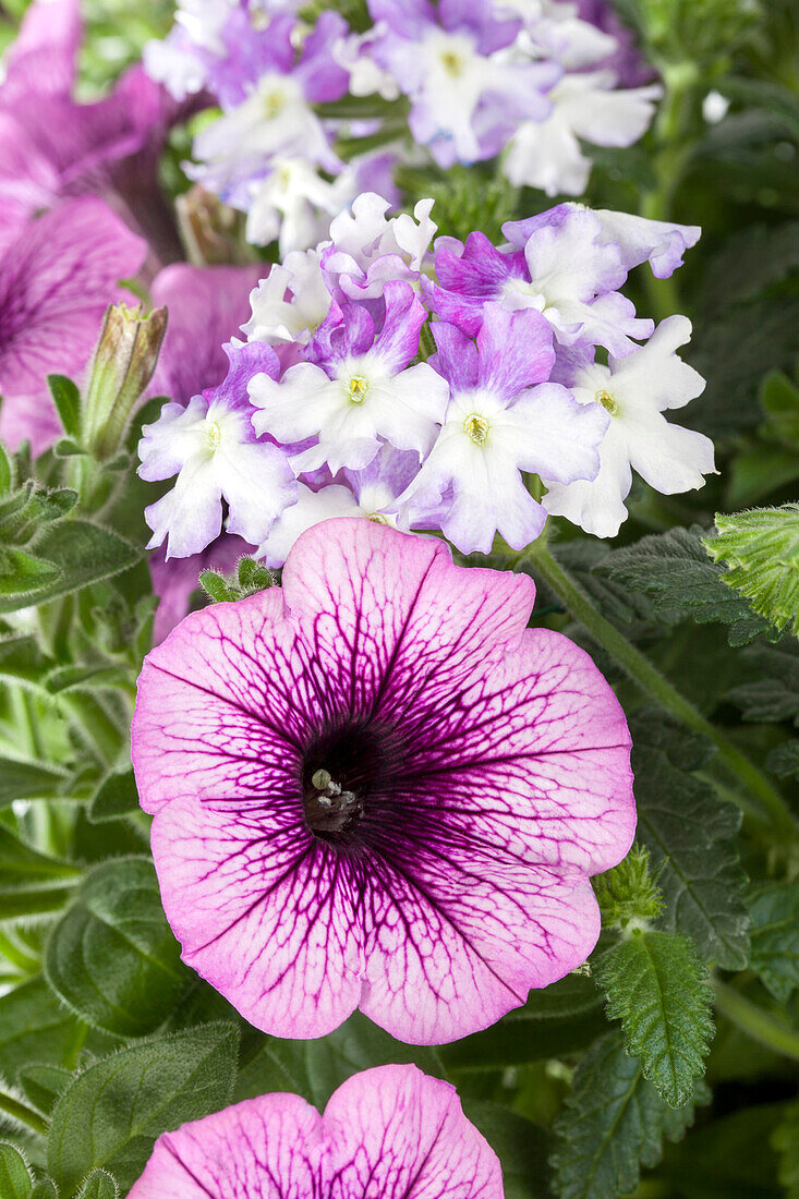 Verbena, Petunia