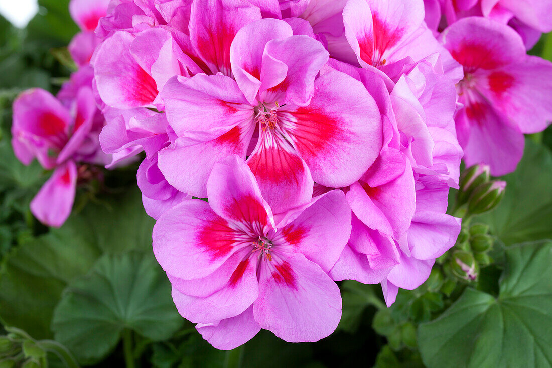 Pelargonium zonale