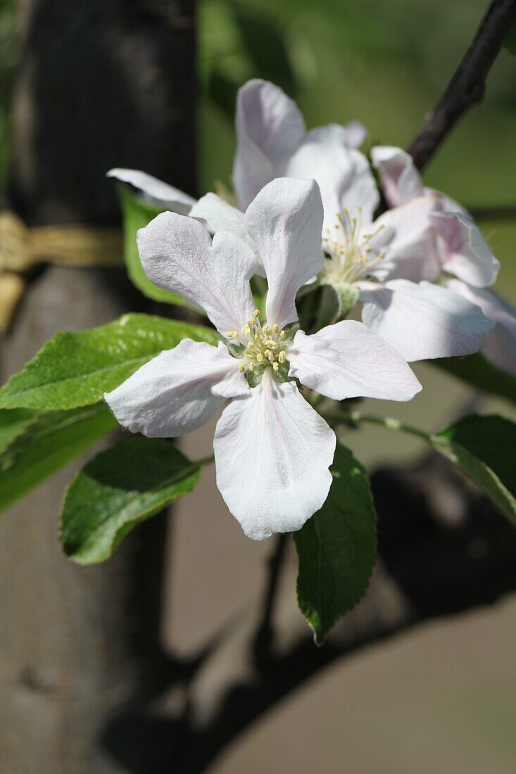 Malus domestica