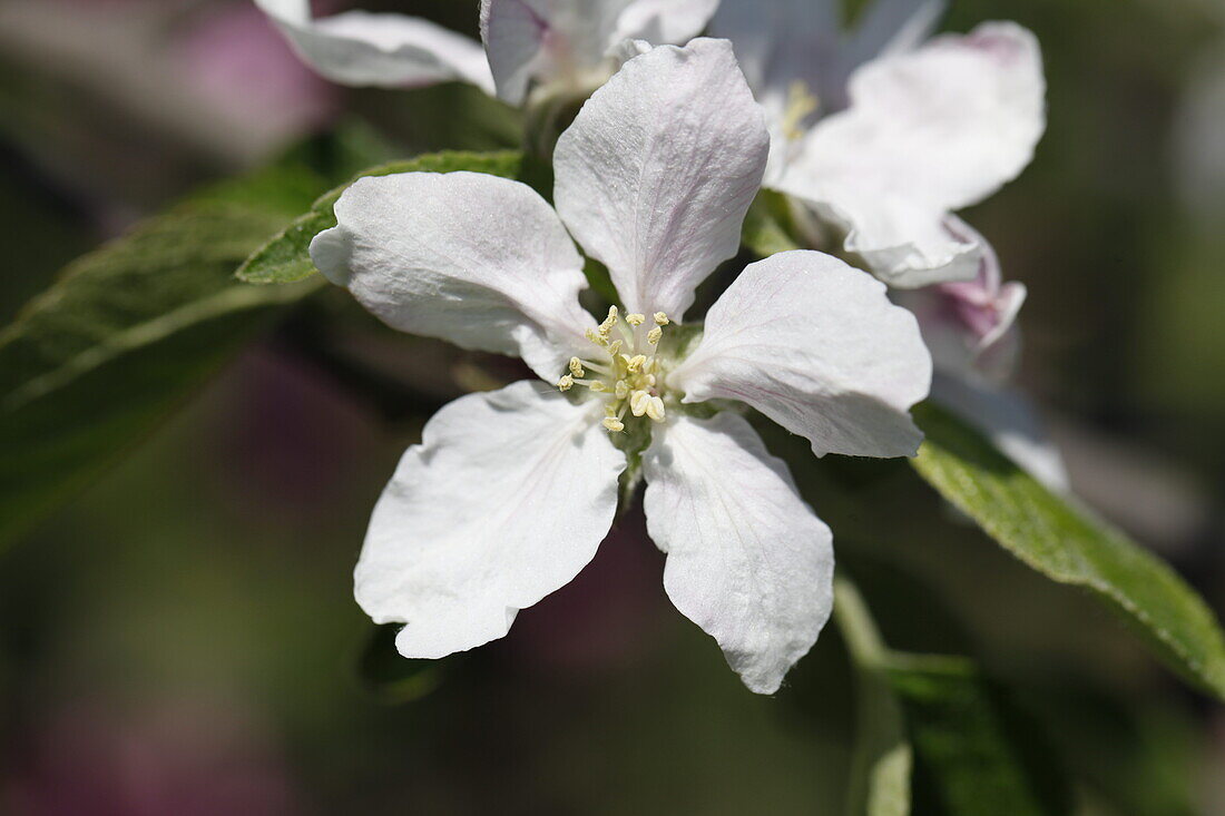 Malus domestica