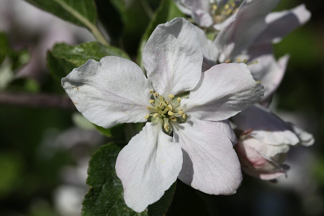 Malus domestica