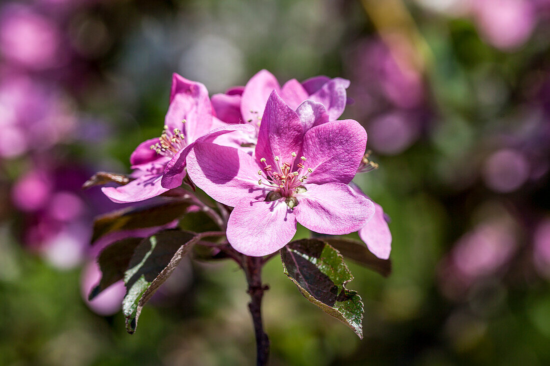 Malus domestica