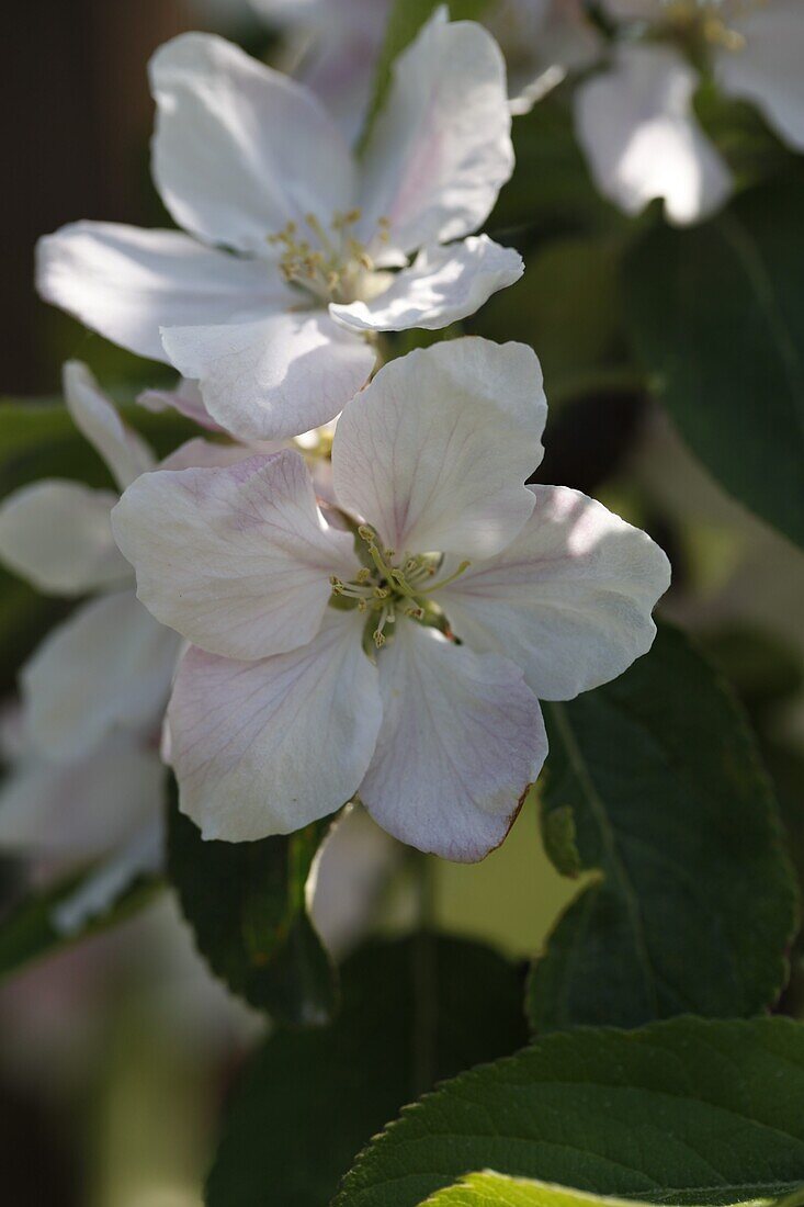 Malus domestica