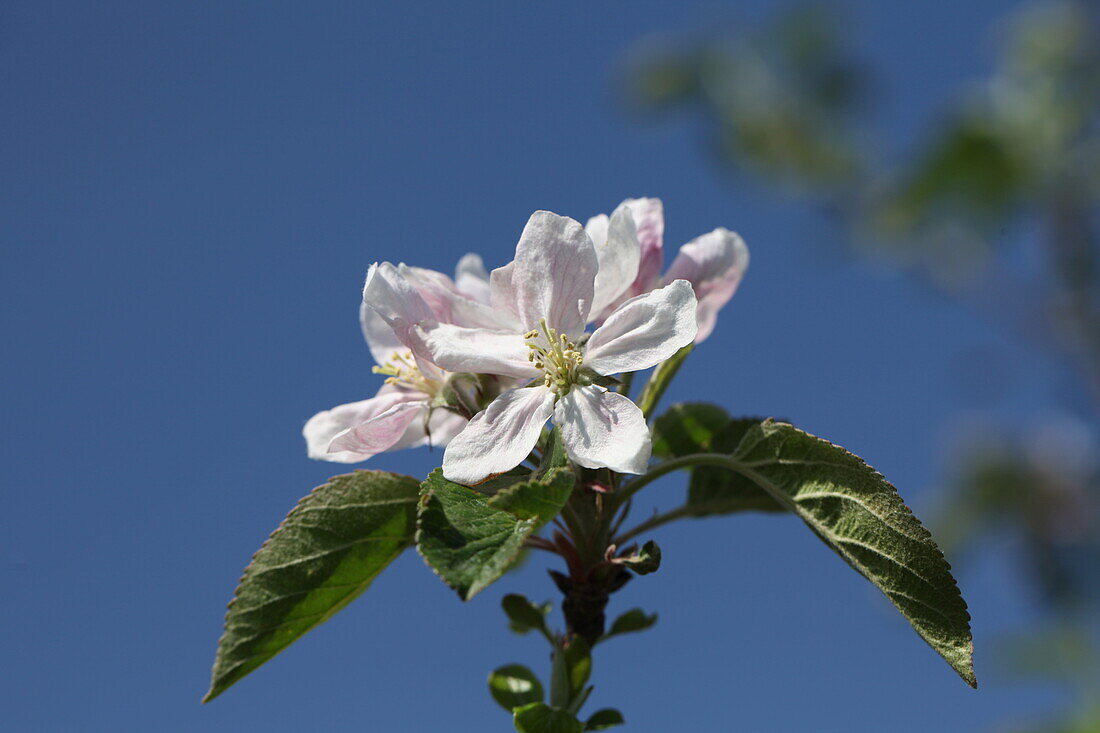 Malus domestica