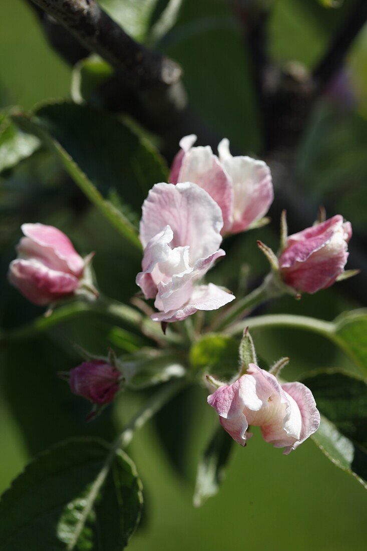 Malus domestica 'Elstar'