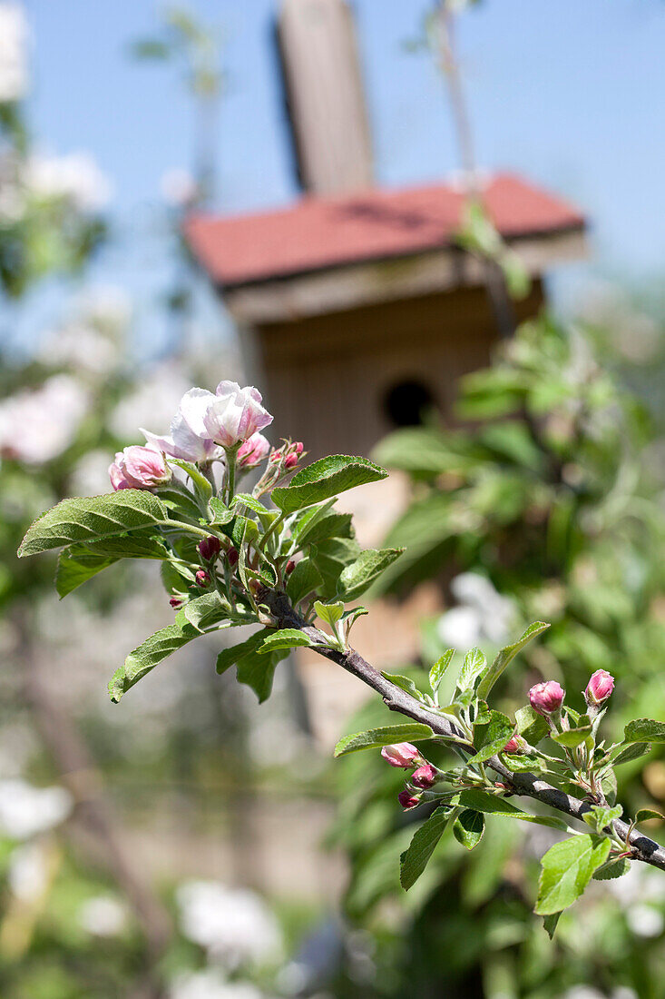 Malus domestica