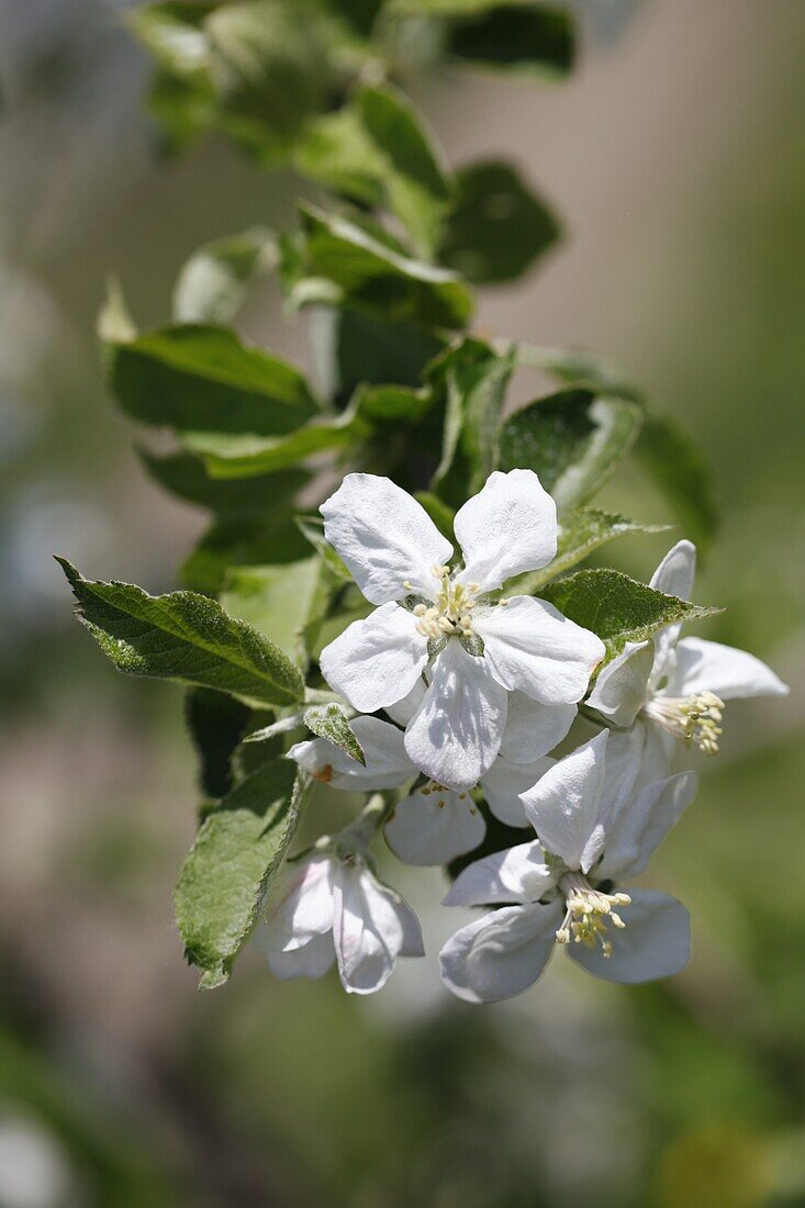 Malus domestica 'Wilton's Red Jonaprince'