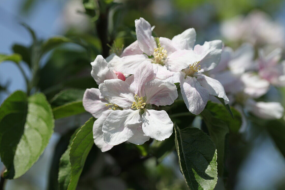 Malus domestica