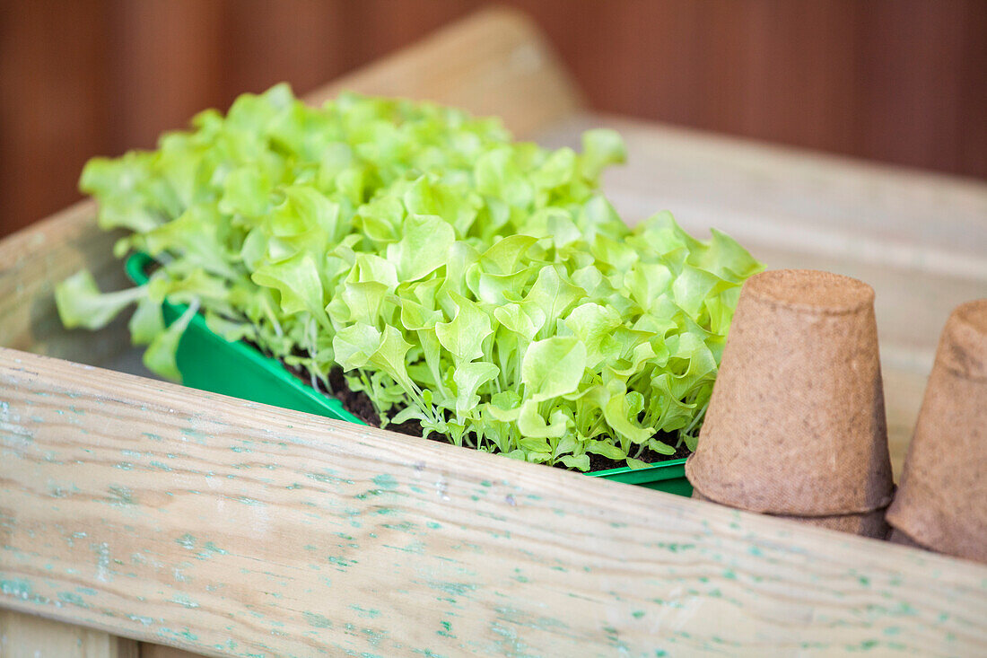 Lactuca sativa var. crispa 'Lollo bionda'