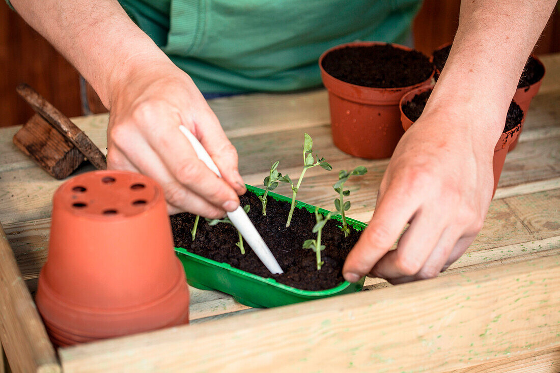 Pisum sativum 'Lancet'