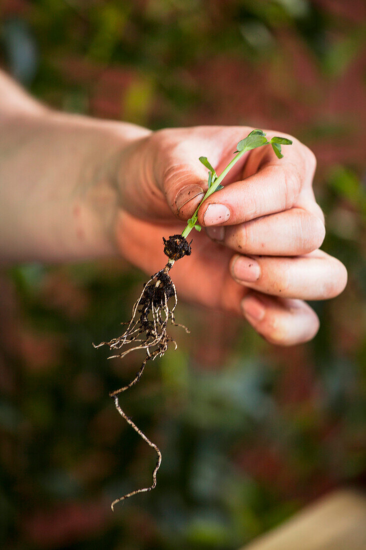 Pisum sativum 'Lancet'