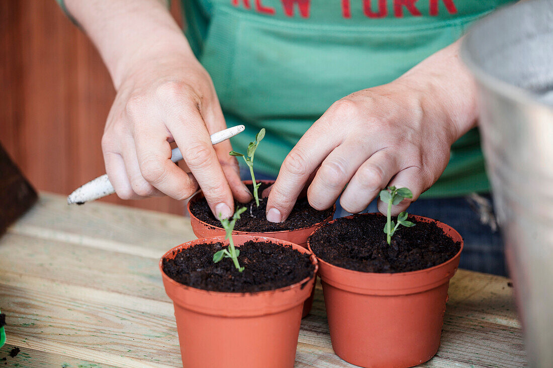 Pisum sativum 'Lancet'