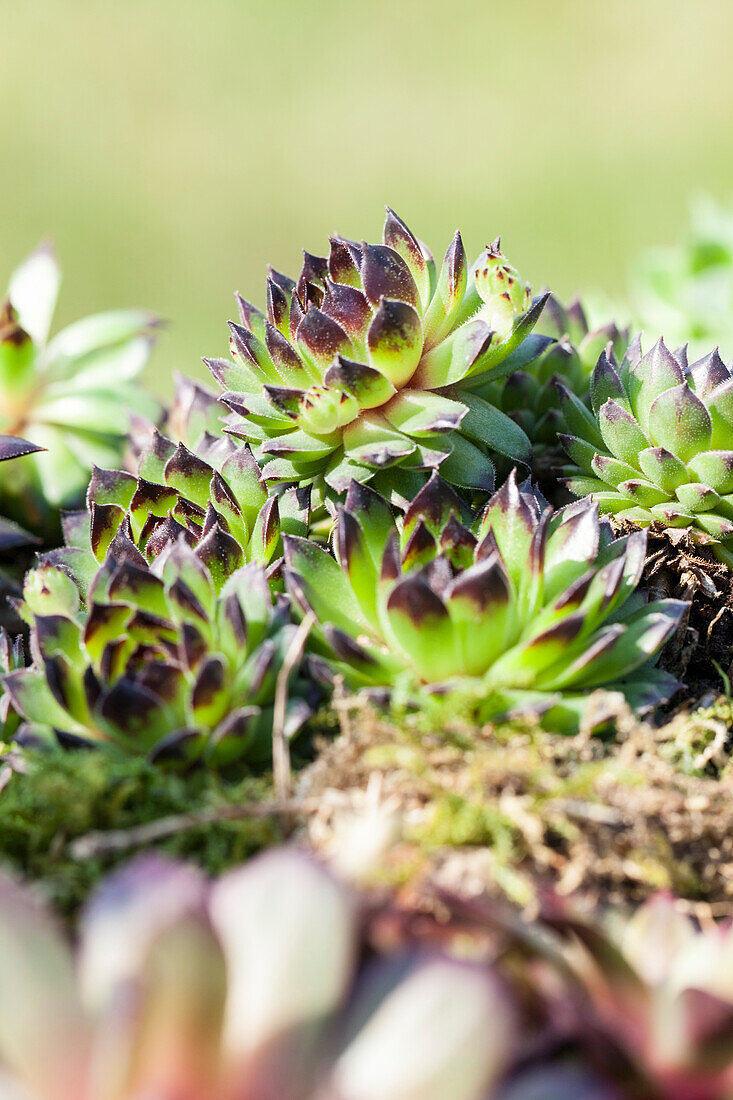 Sempervivum