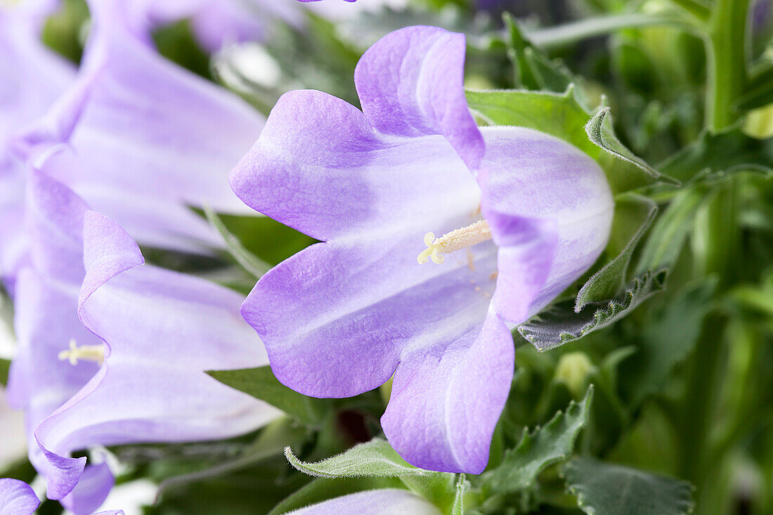 Campanula