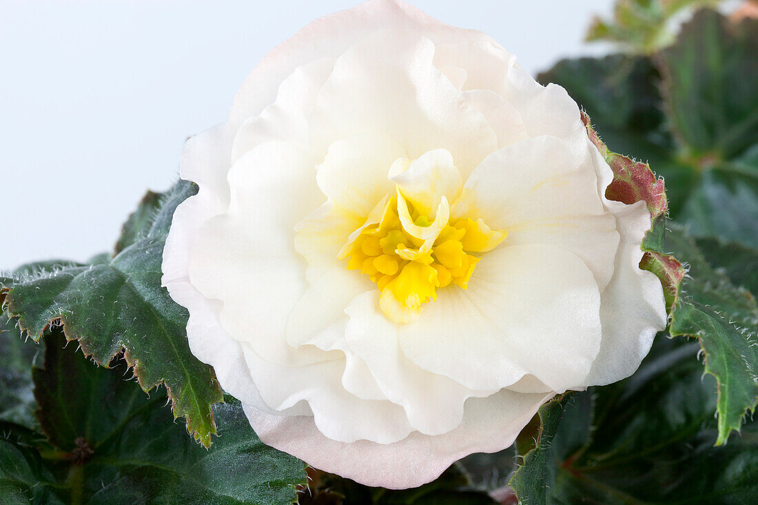 Begonia