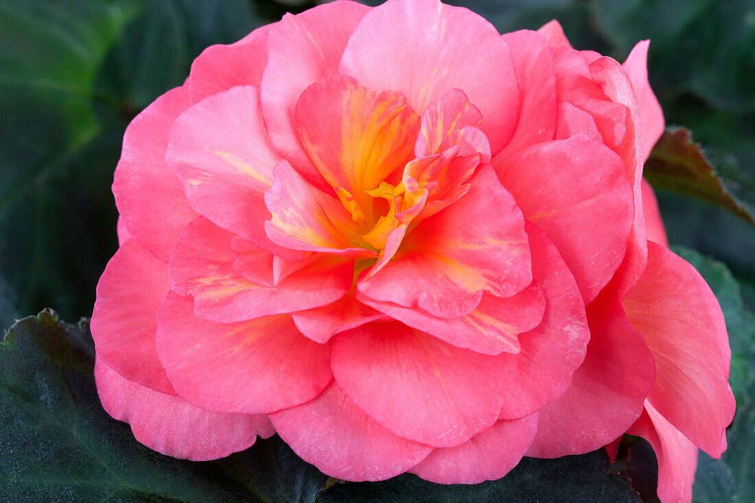 Begonia