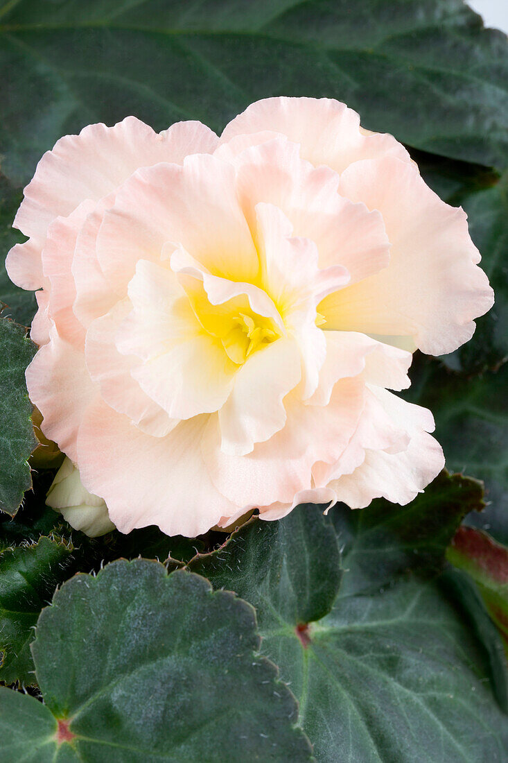 Begonia