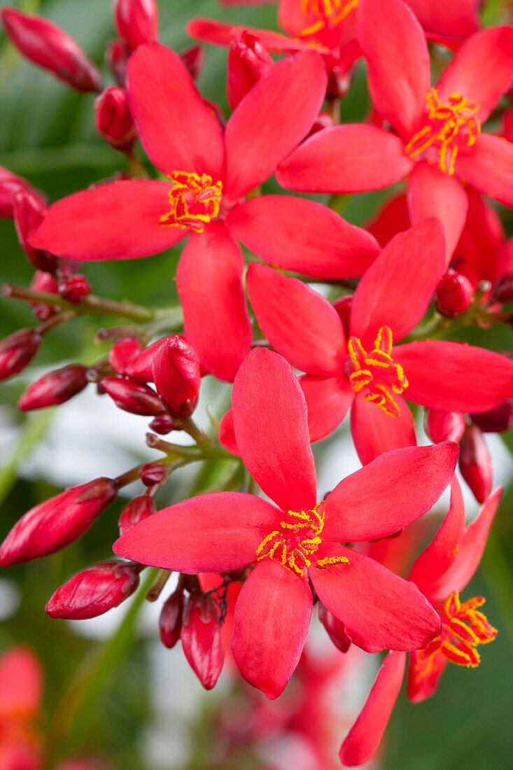 Jatropha integerrima