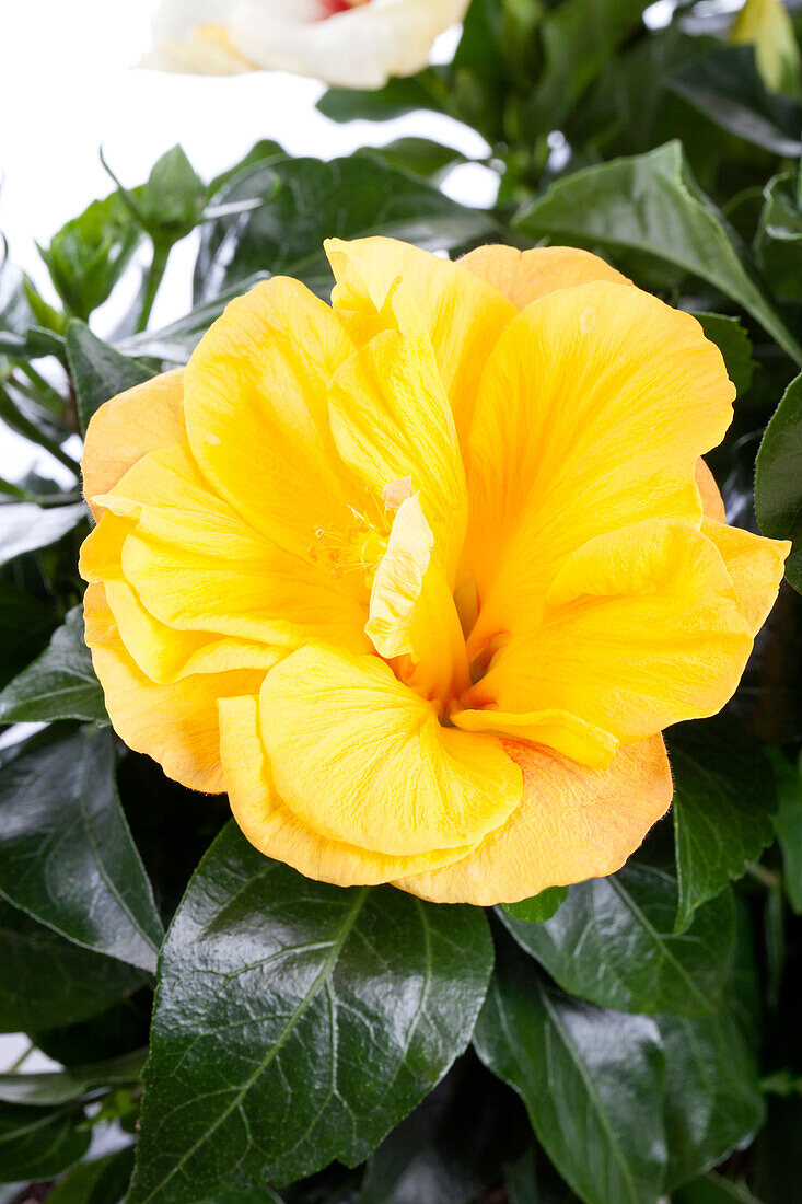 Hibiscus rosa-sinensis 'Jazz'