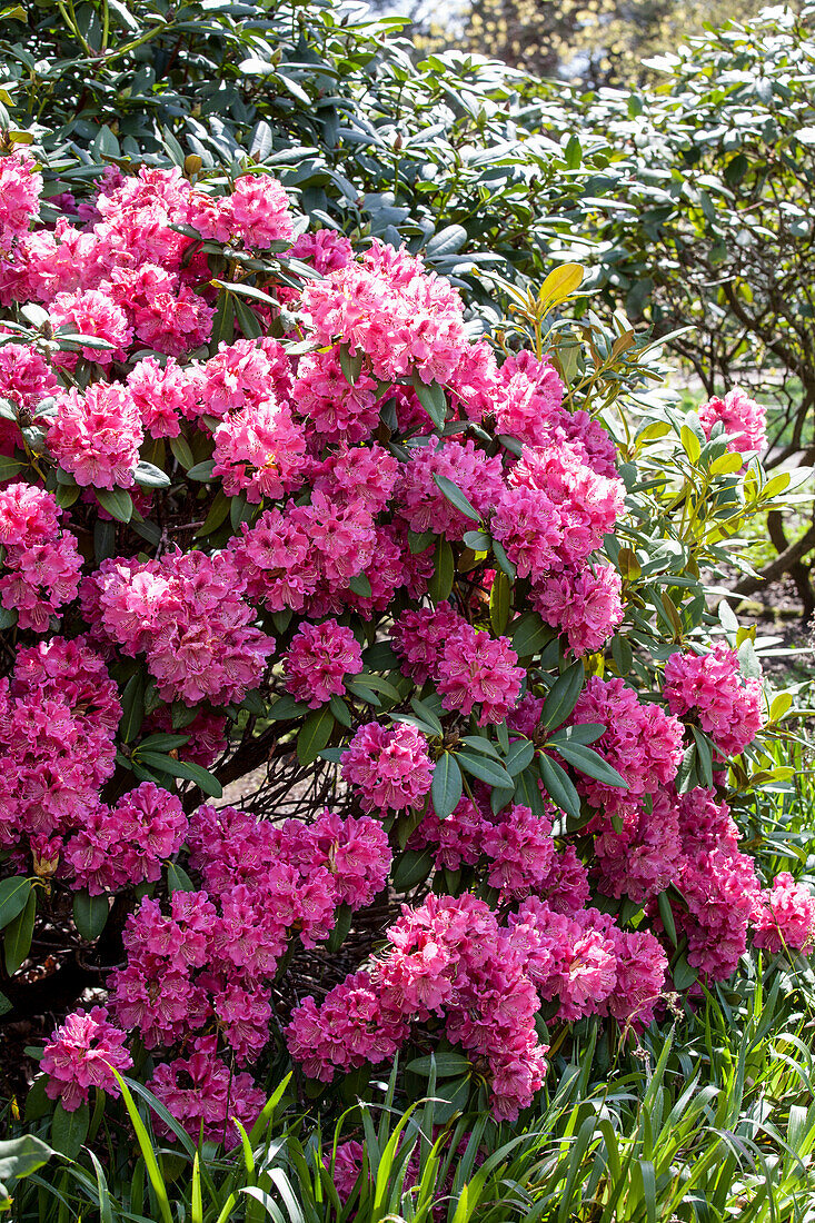 Rhododendron 'James Brigham'