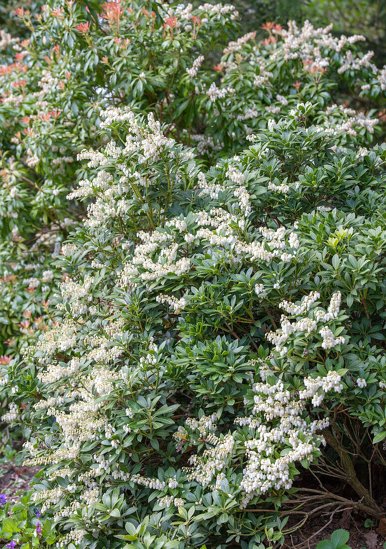 Pieris japonica Cavatine