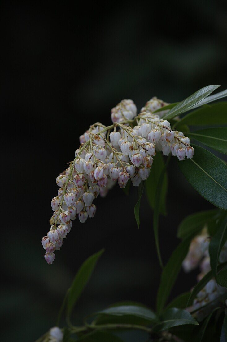 Pieris japonica Katsura