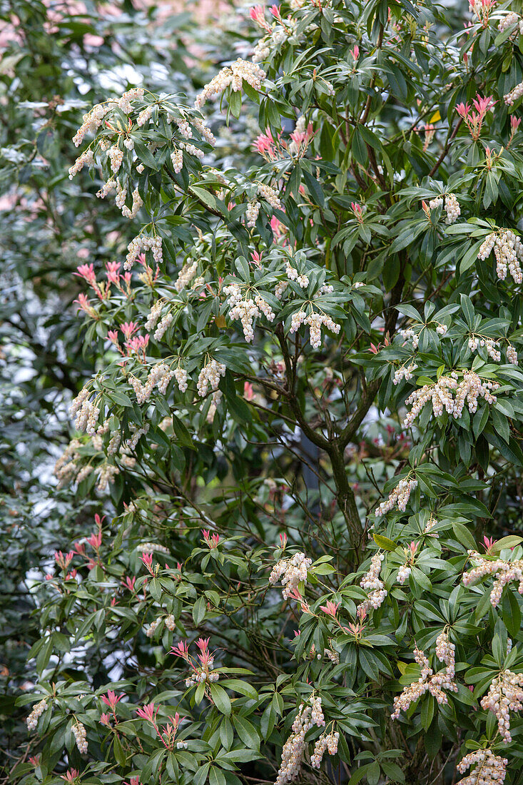 Pieris japonica 'Katsura'