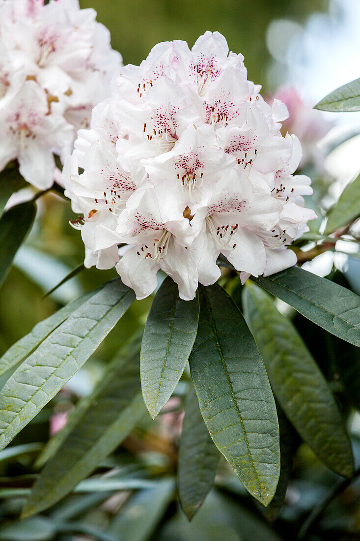 Rhododendron 'Boddaertianum'