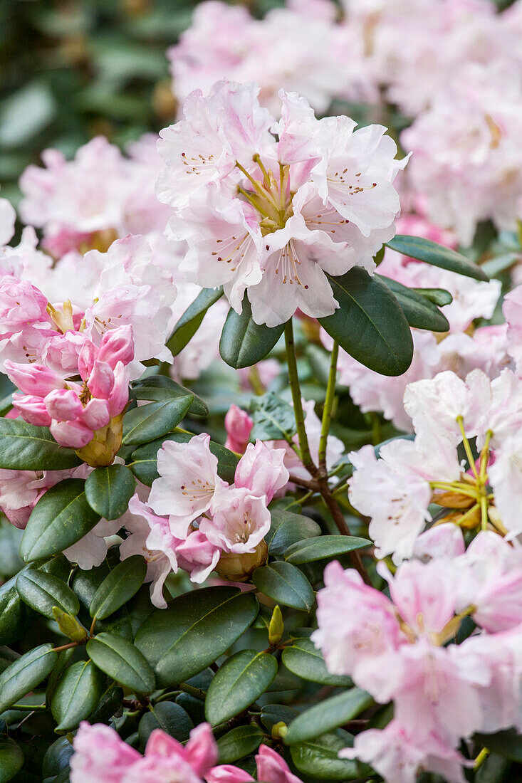 Rhododendron 