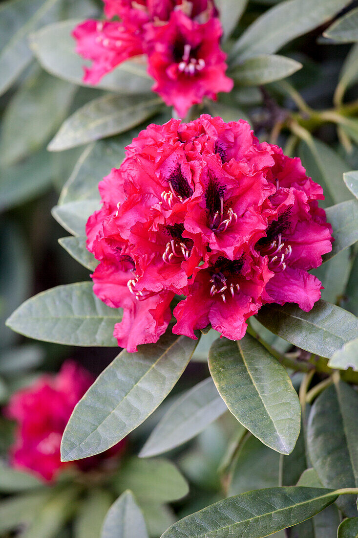 Rhododendron 'Maxwaldmädchen' (Max Forest Girl)