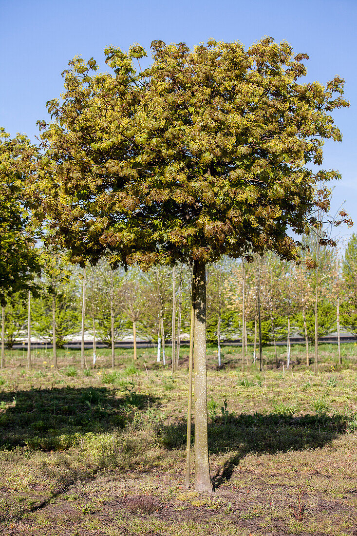 Acer platanoides 'Globosum'