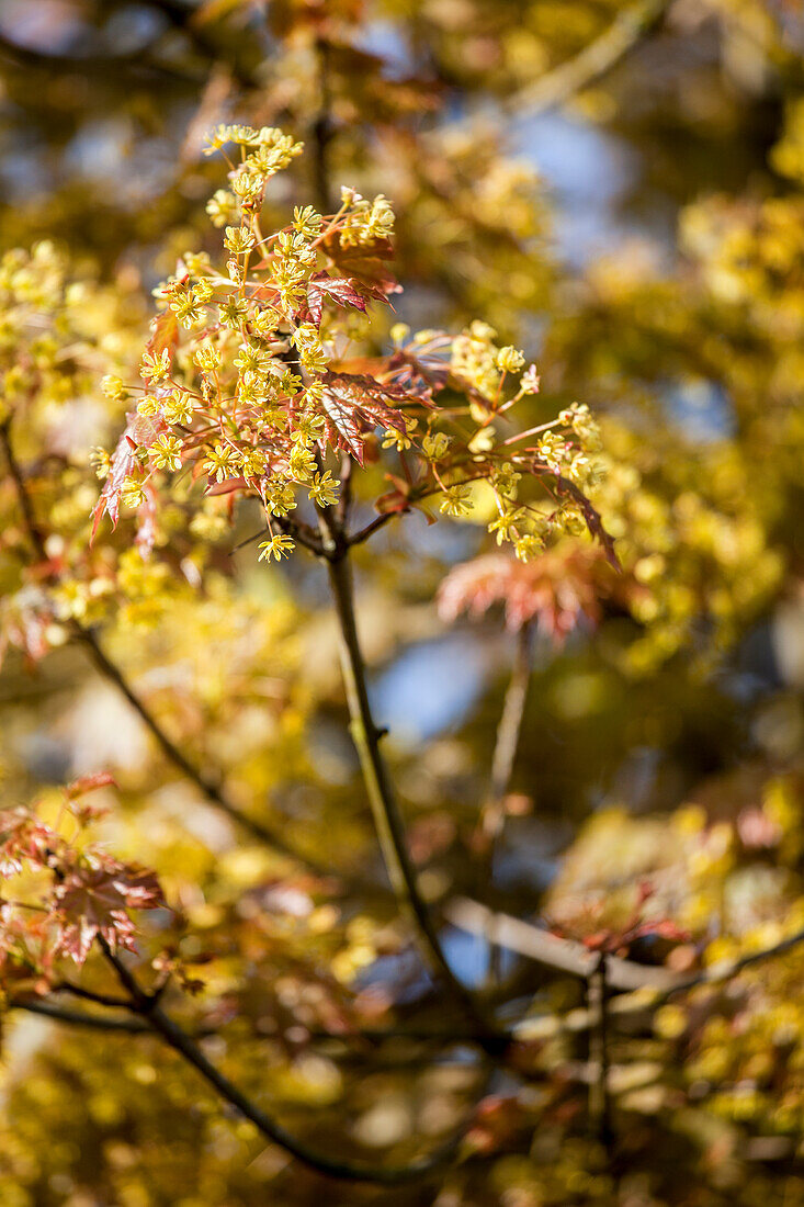 Acer platanoides 'Globosum'