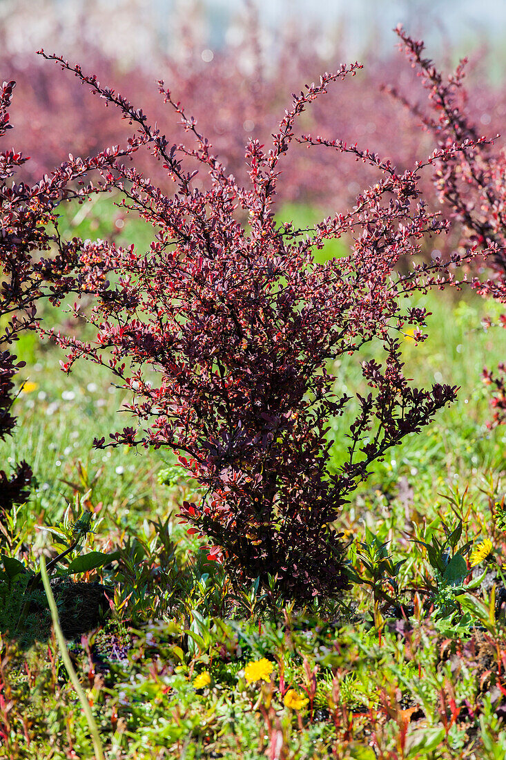 Berberis thunbergii 'Atropurpurea'