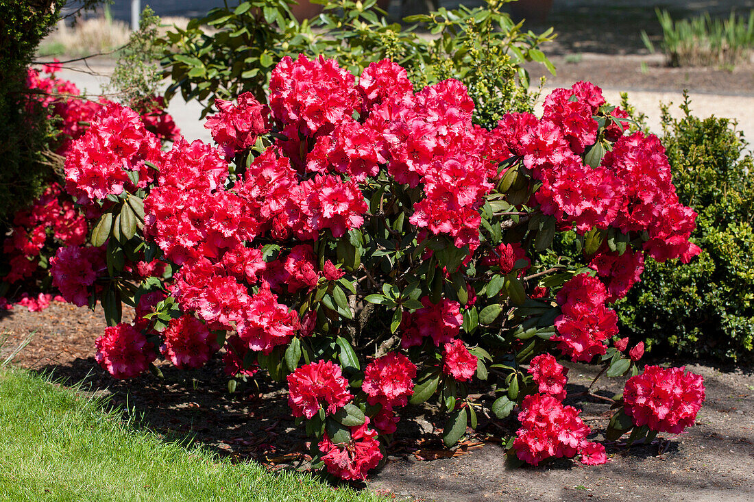 Rhododendron 'Attraktion'