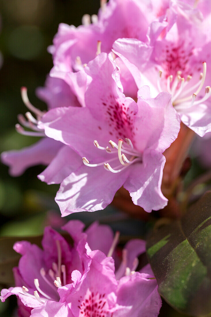 Rhododendron caucasicum 'Christmas Cheer'