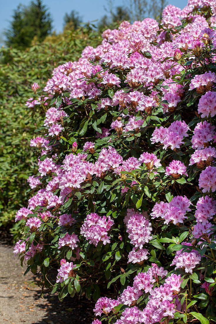 Rhododendron caucasicum 'Christmas Cheer'