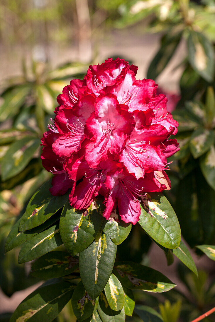 Rhododendron 'President Roosevelt'