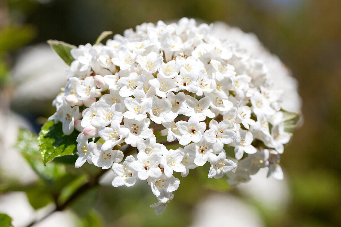 Viburnum x burkwoodii