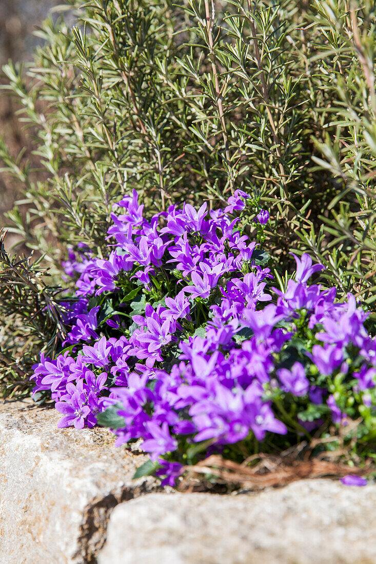 Campanula portenschlagiana