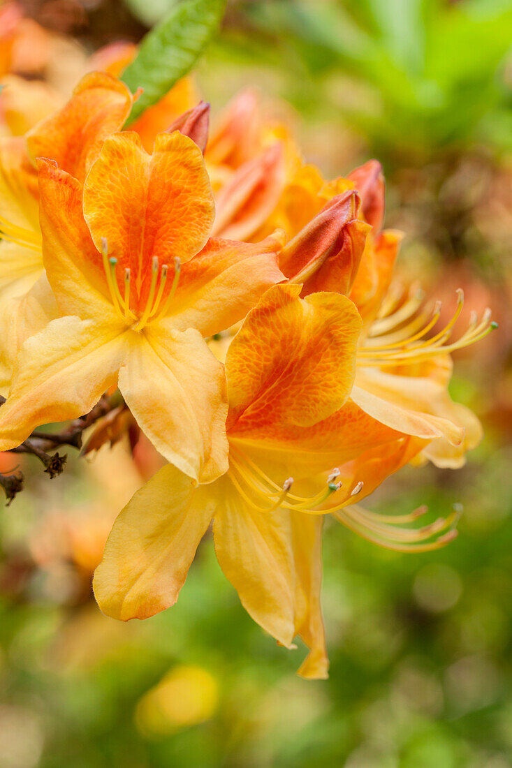 Rhododendron luteum 'Golden Flare'