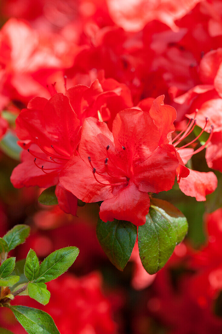 Rhododendron simsii 'Nordlicht'